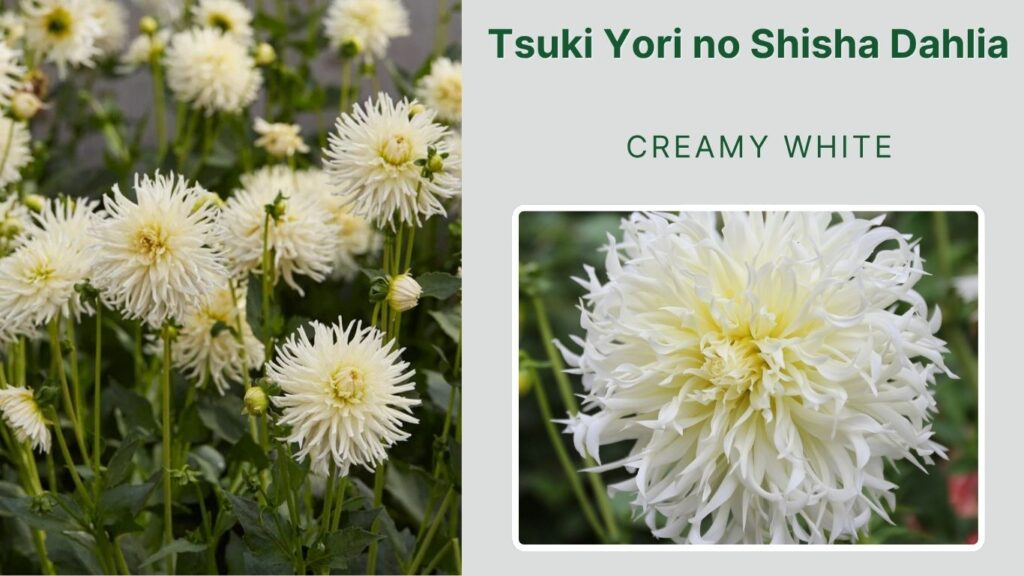 Tsuki Yori no Shisha Dahlia