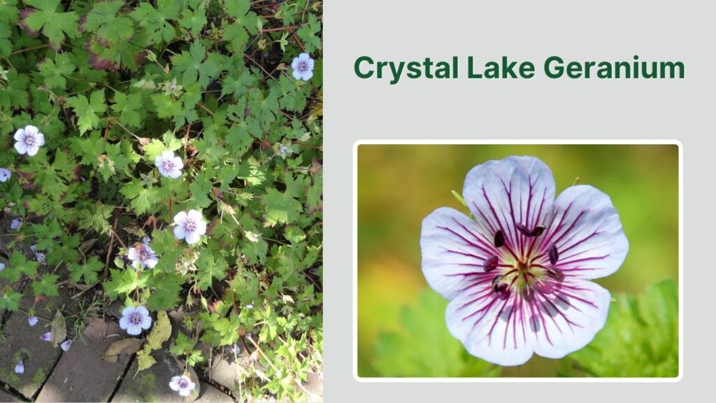 Crystal Lake Geranium