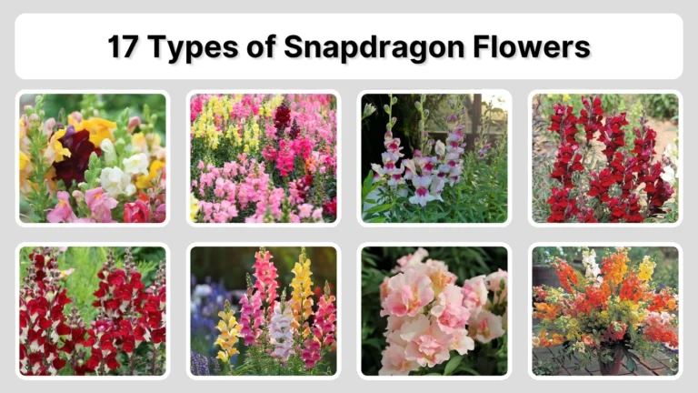 17 Types of Snapdragon Flowers: Identification With Pictures 