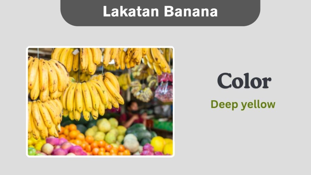 Lakatan Banana