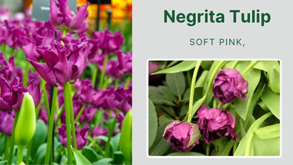 Negrita Tulip