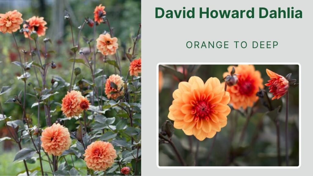 David Howard Dahlia