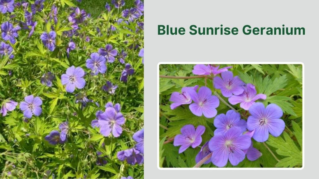 Blue Sunrise Geranium