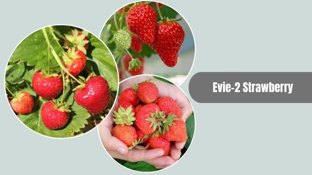 Evie-2 Strawberry