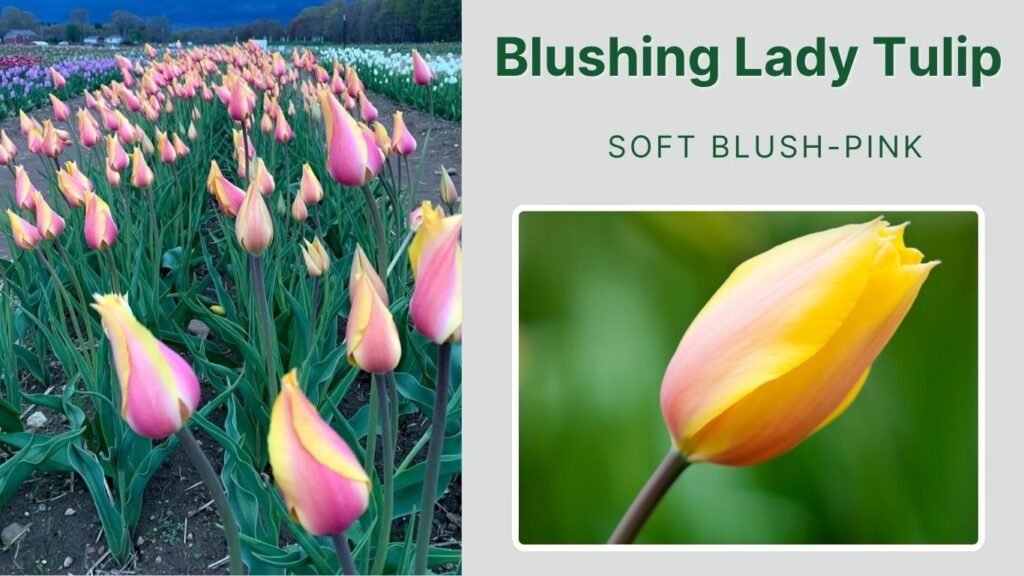 Blushing Lady Tulip