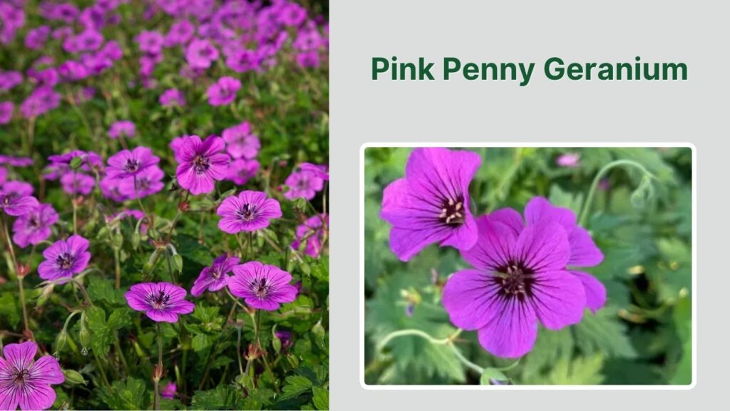 Pink Penny Geranium