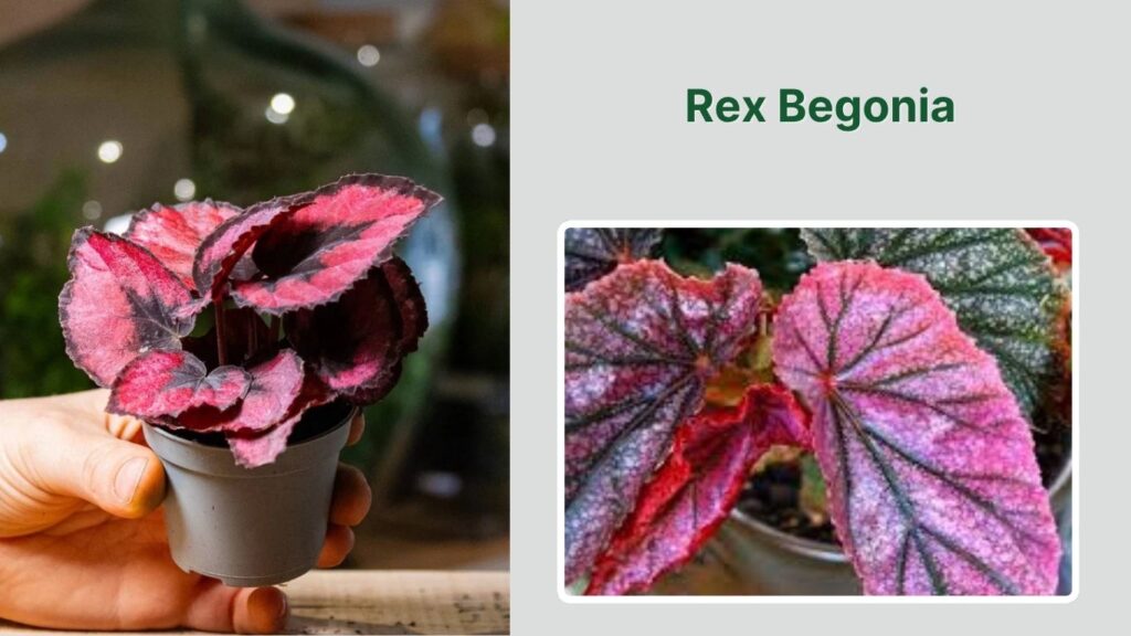 Rex Begonia