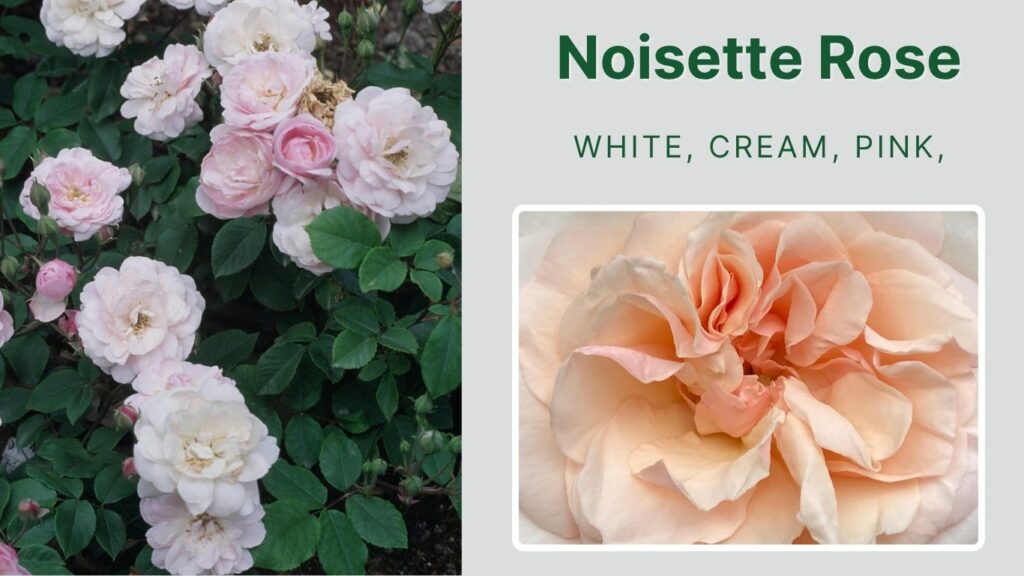 Noisette Rose