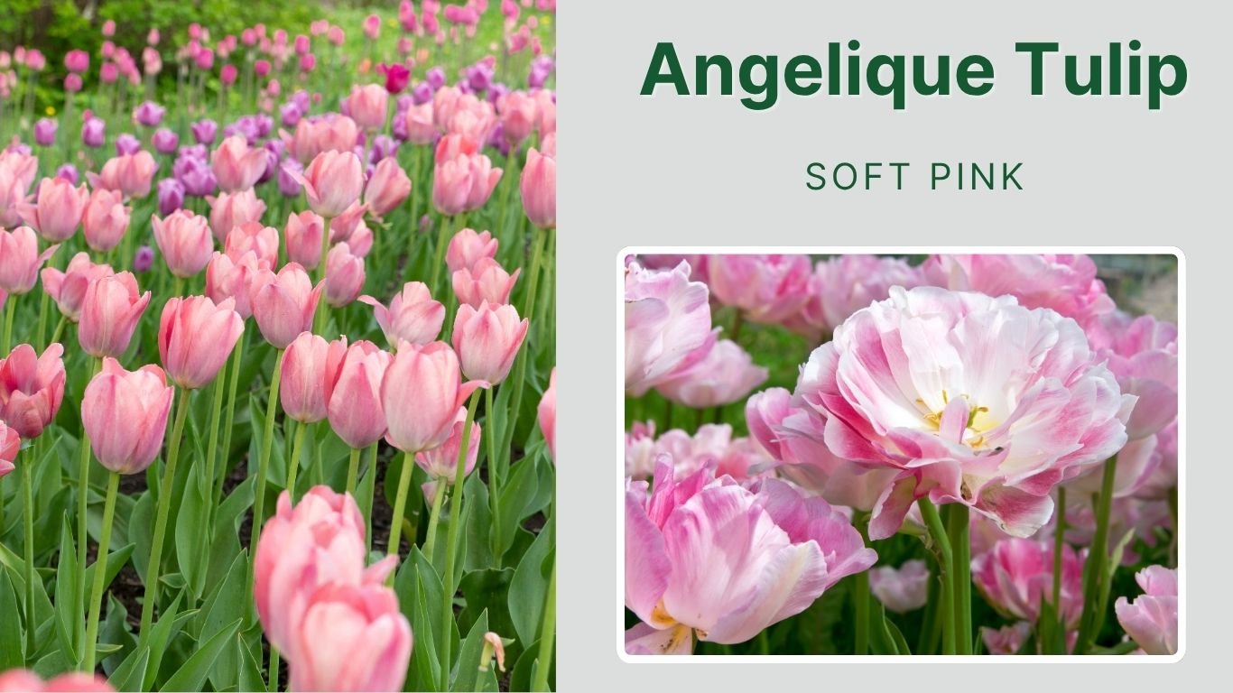 35 Types Of Tulip Flowers Identification With Pictures