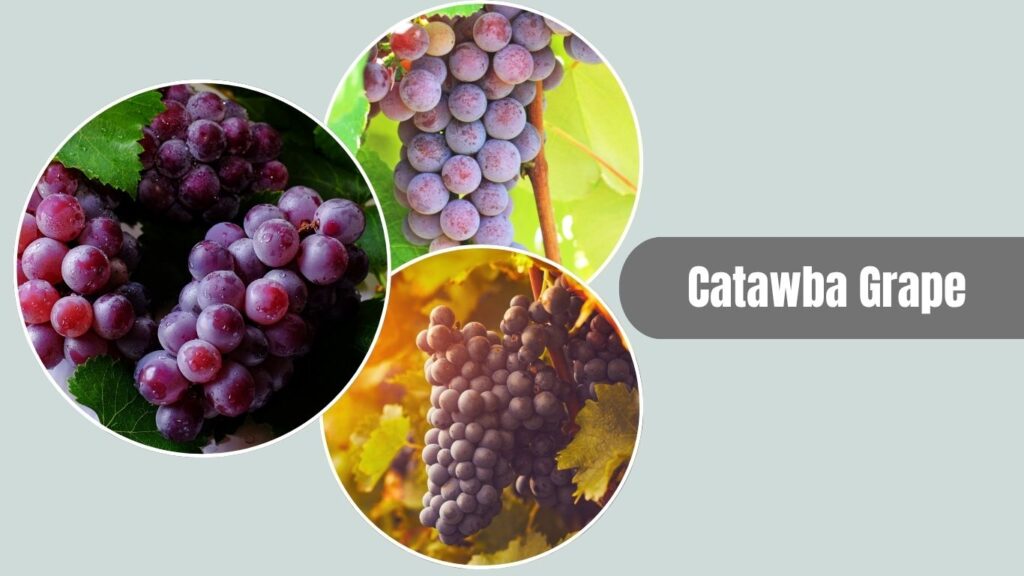 Catawba Grape