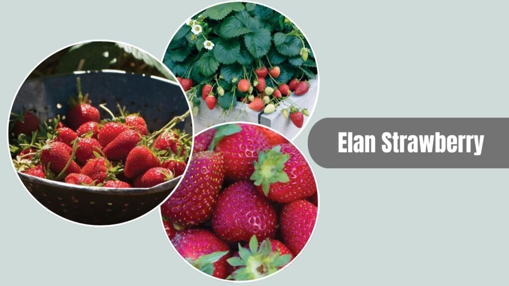 Elan Strawberry