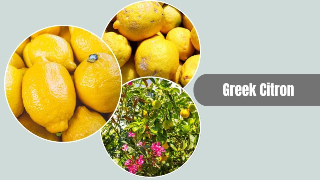 Greek Citron