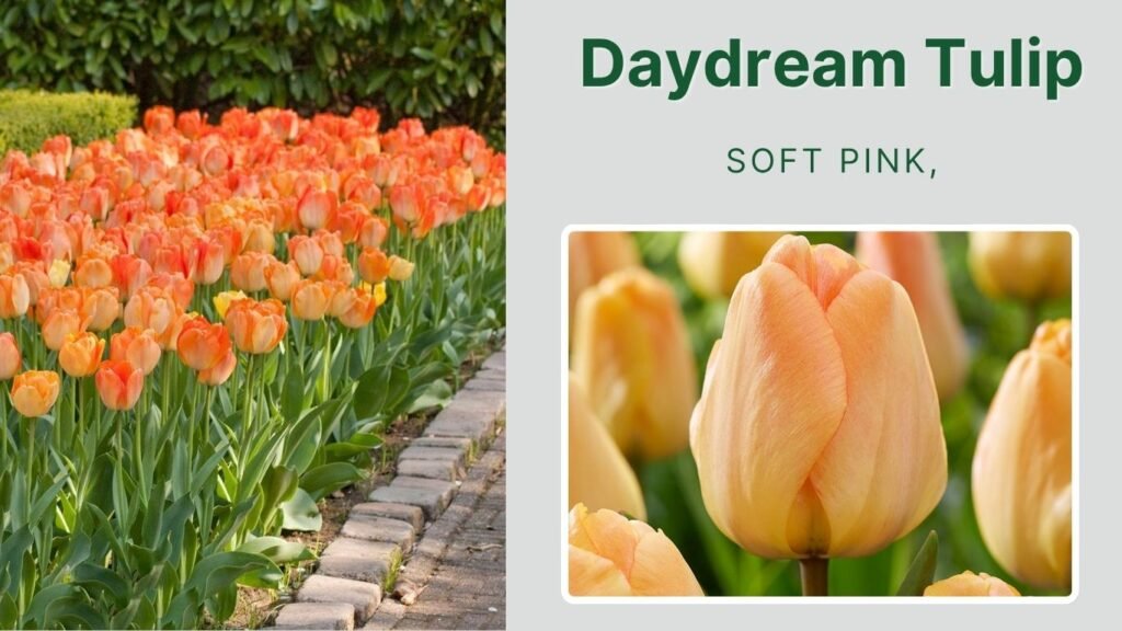 Daydream Tulip