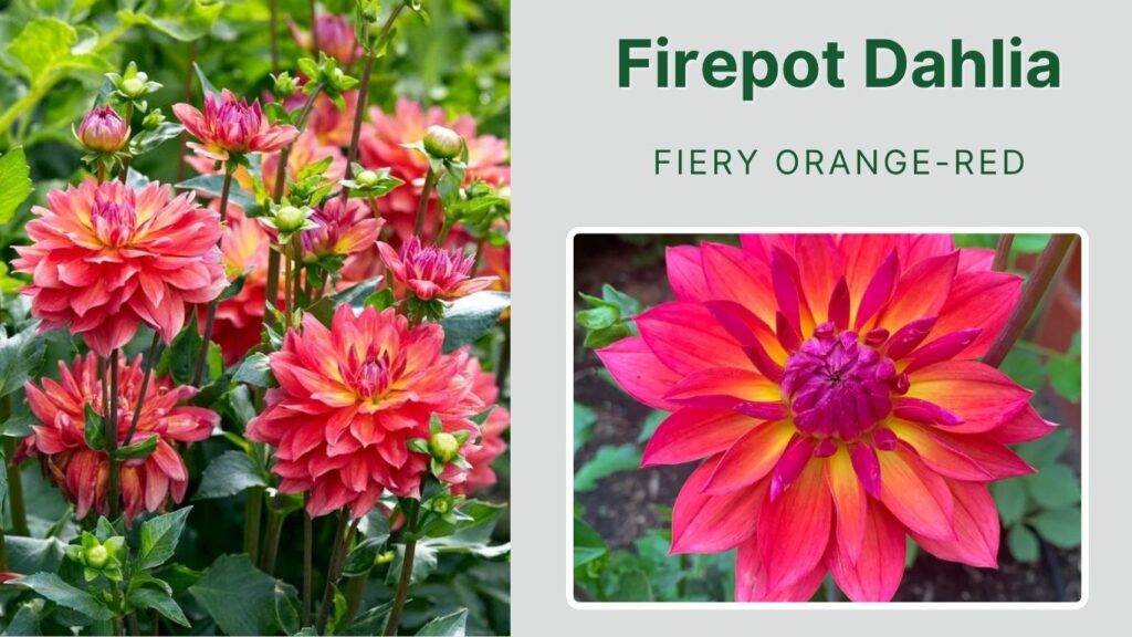 Firepot Dahlia