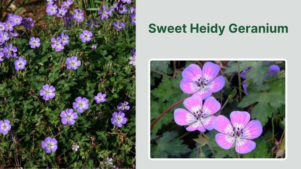 Sweet Heidy Geranium
