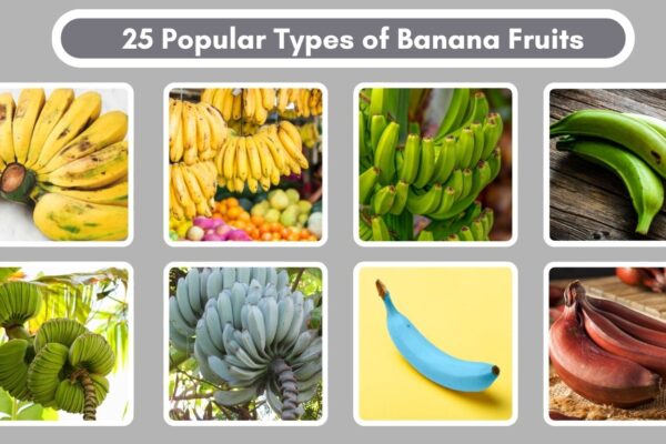 25 Popular Types of Banana Fruits