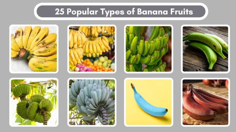 25 Popular Types of Banana Fruits