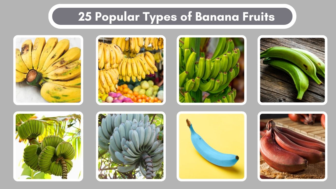 25 Popular Types of Banana Fruits