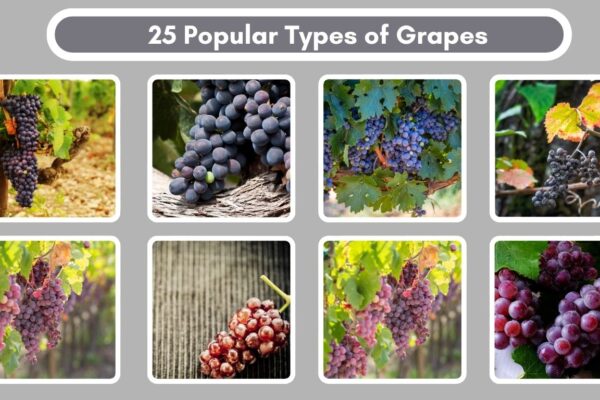 25 Popular Types of Grapes