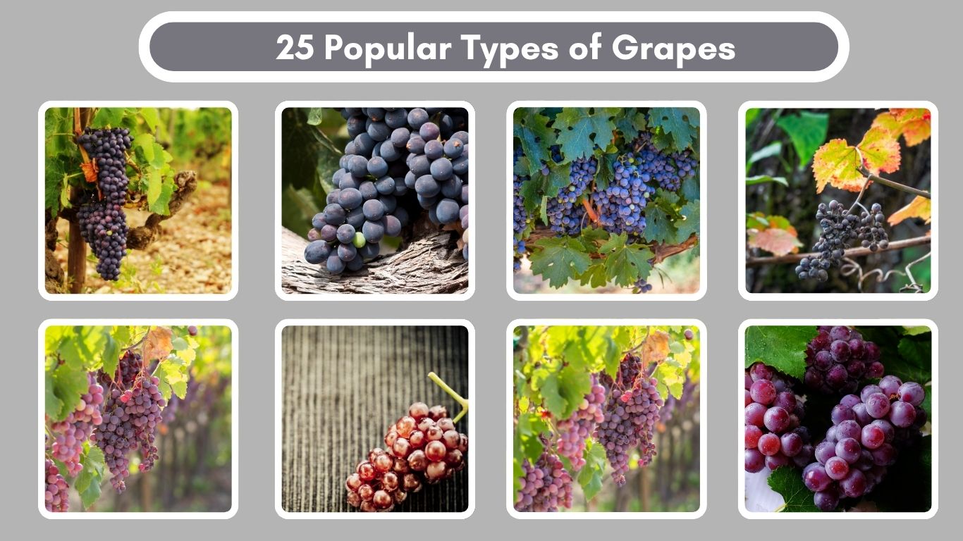 25 Popular Types of Grapes