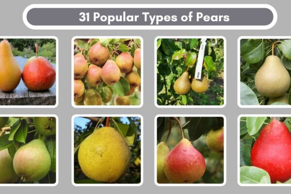 31 Popular Types of Pears