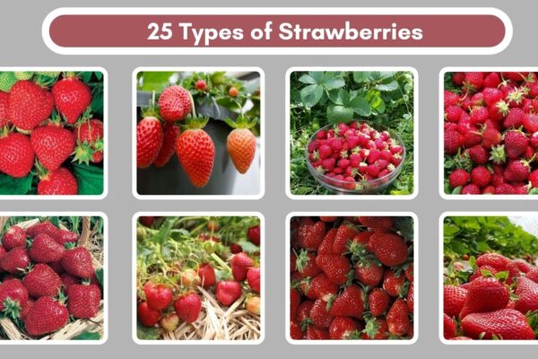 25 Types of Strawberries