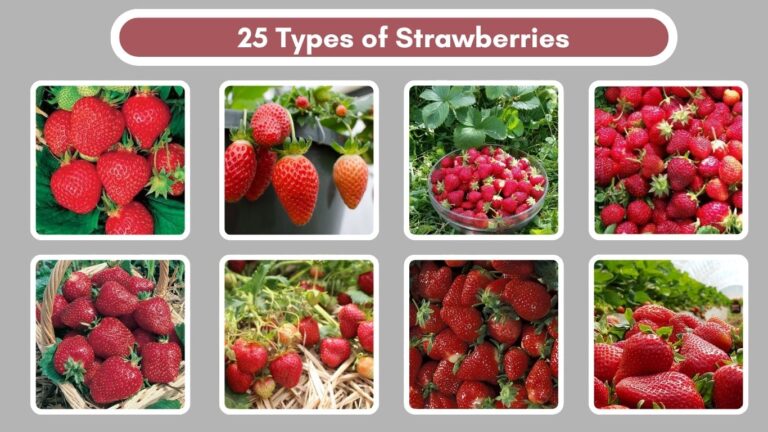 25 Types of Strawberries