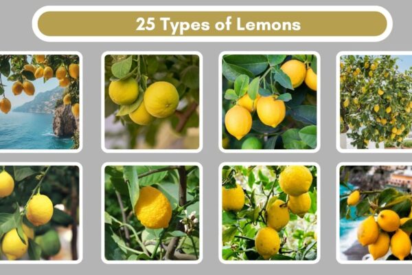 25 Types of Lemons