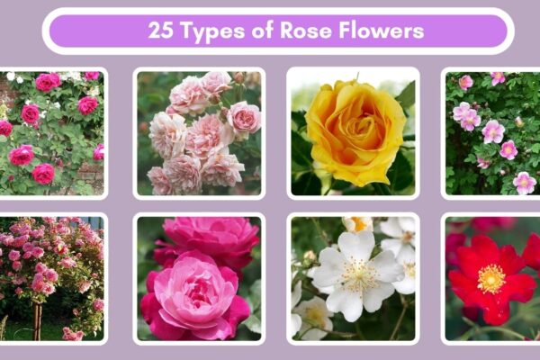 25 Types of Rose Flowers