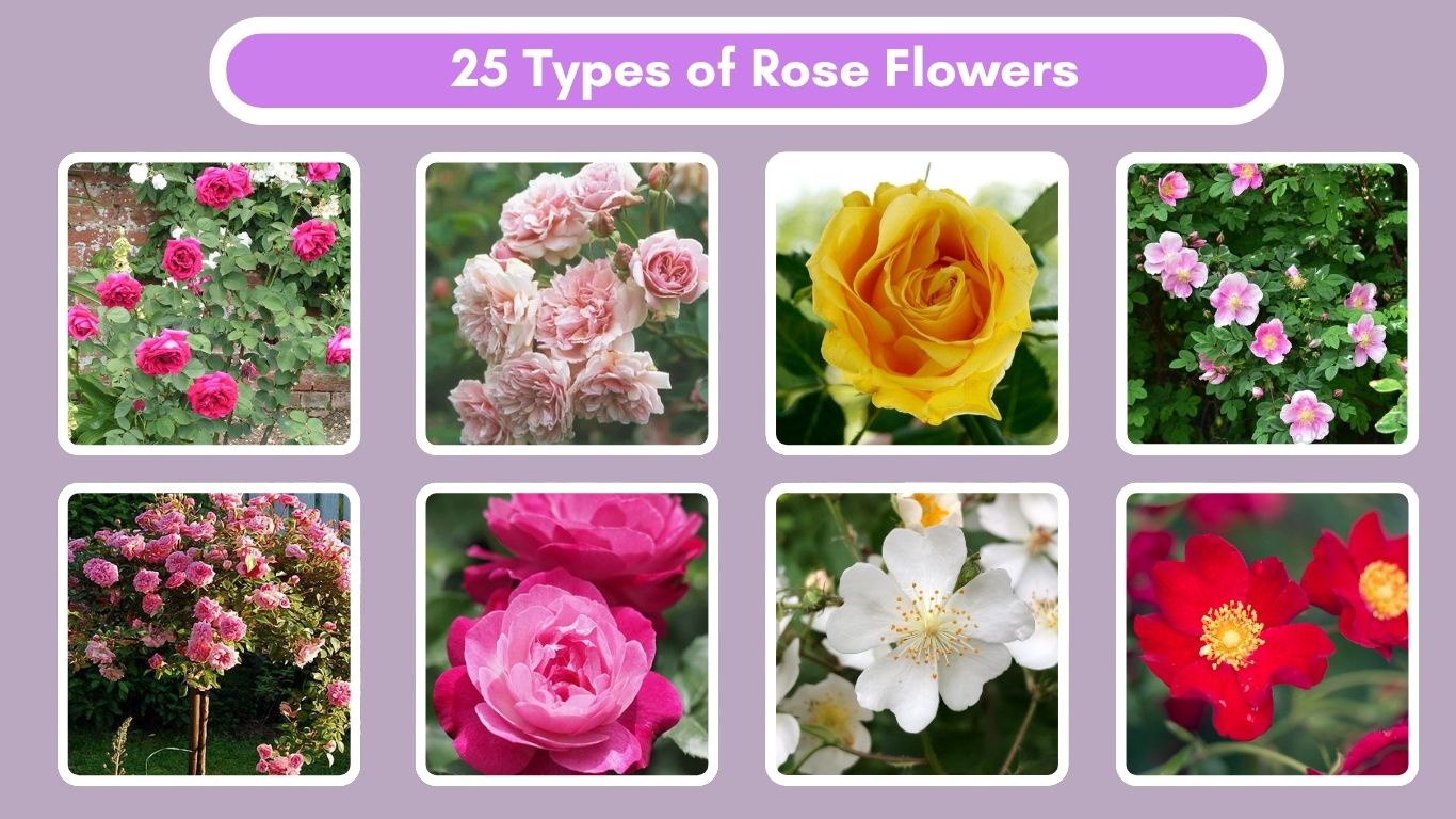 25 Types of Rose Flowers