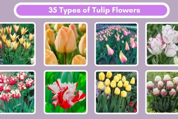 35 Types of Tulip Flowers