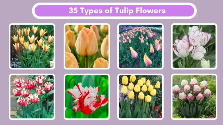 35 Types of Tulip Flowers: Identification With Pictures