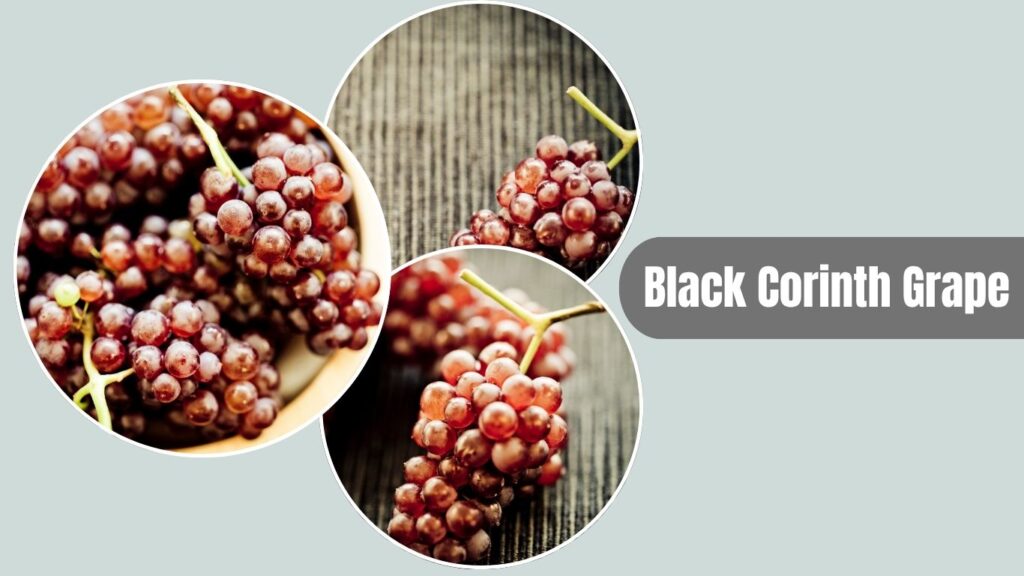 Black Corinth Grape