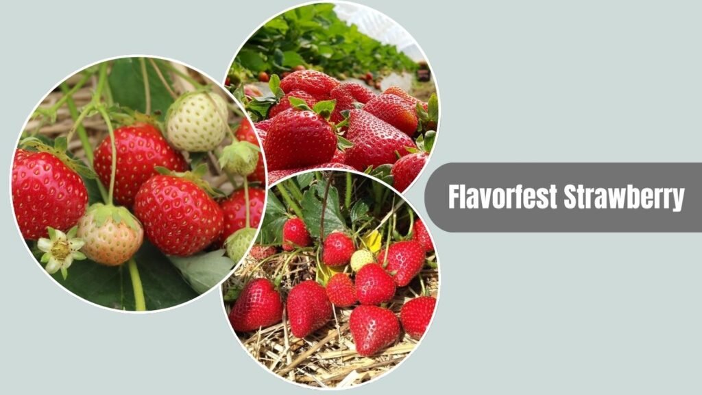 Flavorfest Strawberry