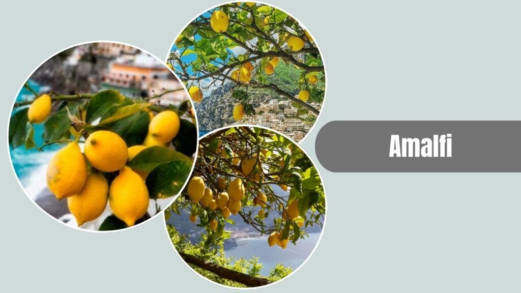 Amalfi Lemon