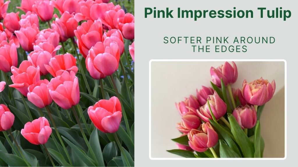 Pink Impression Tulip