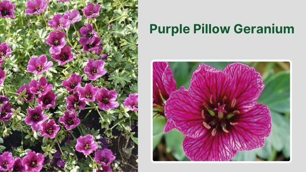 Purple Pillow Geranium