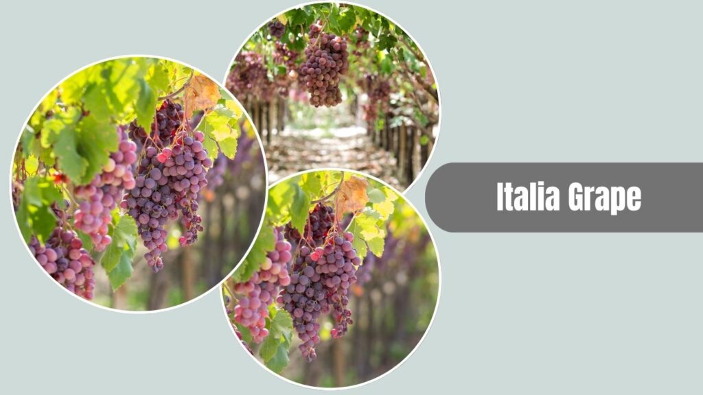 Italia Grape