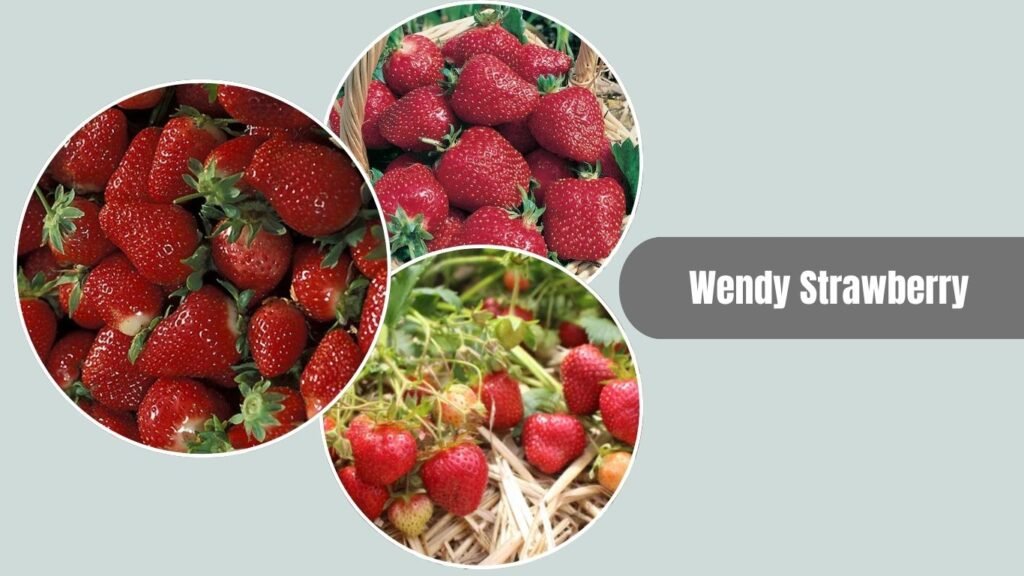 Wendy Strawberry
