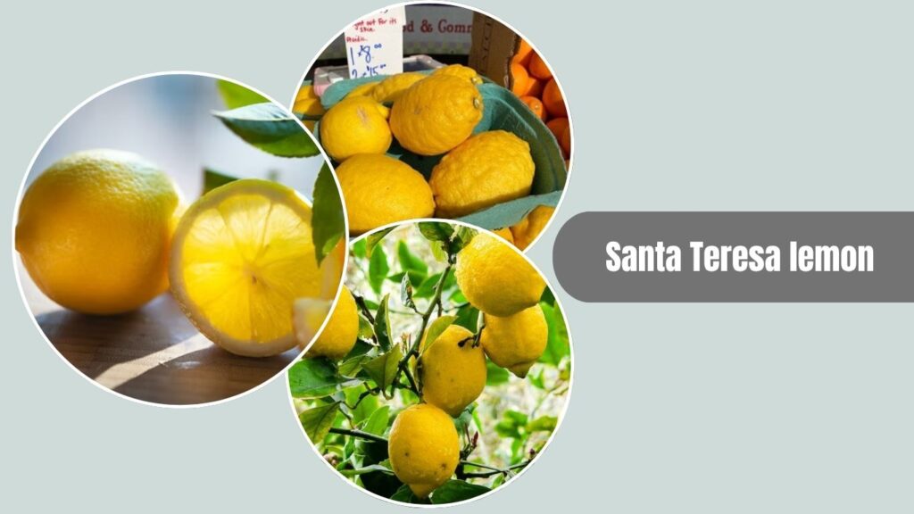 Santa Teresa Lemon