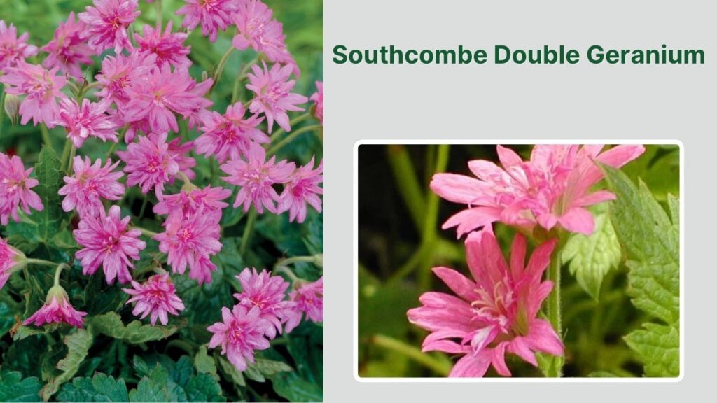 Southcombe Double Geranium