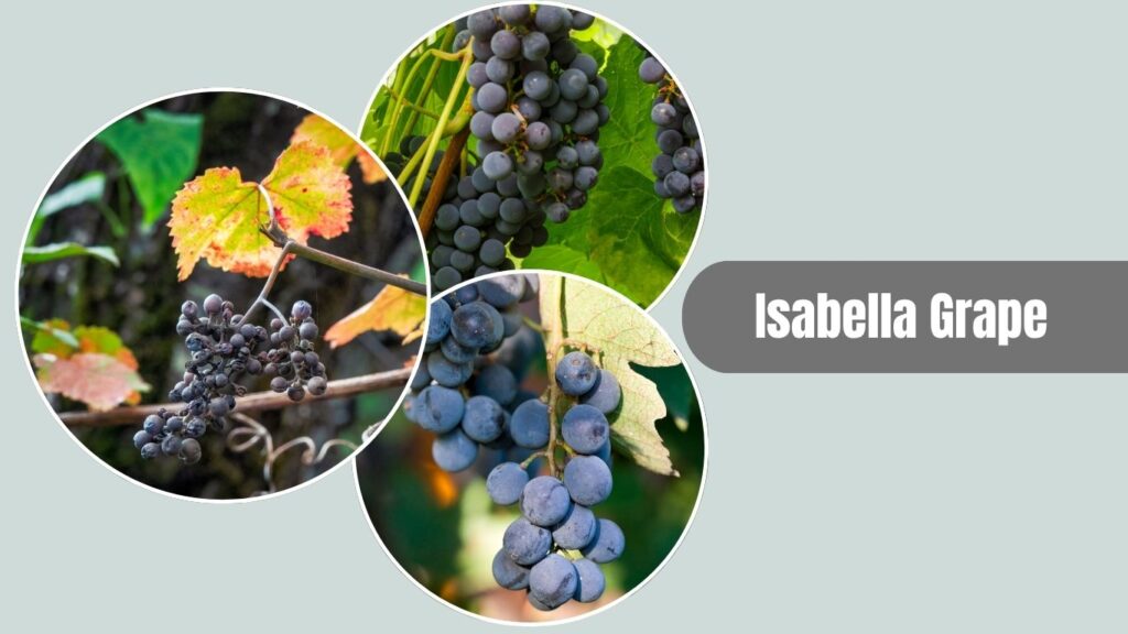 Isabella Grape