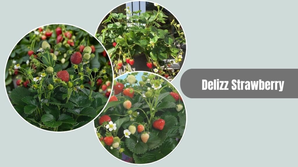 Delizz Strawberry