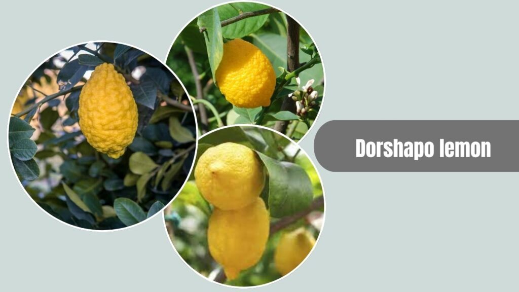 Dorshapo Lemon