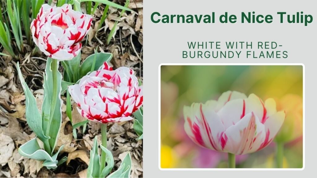 Carnaval de Nice Tulip