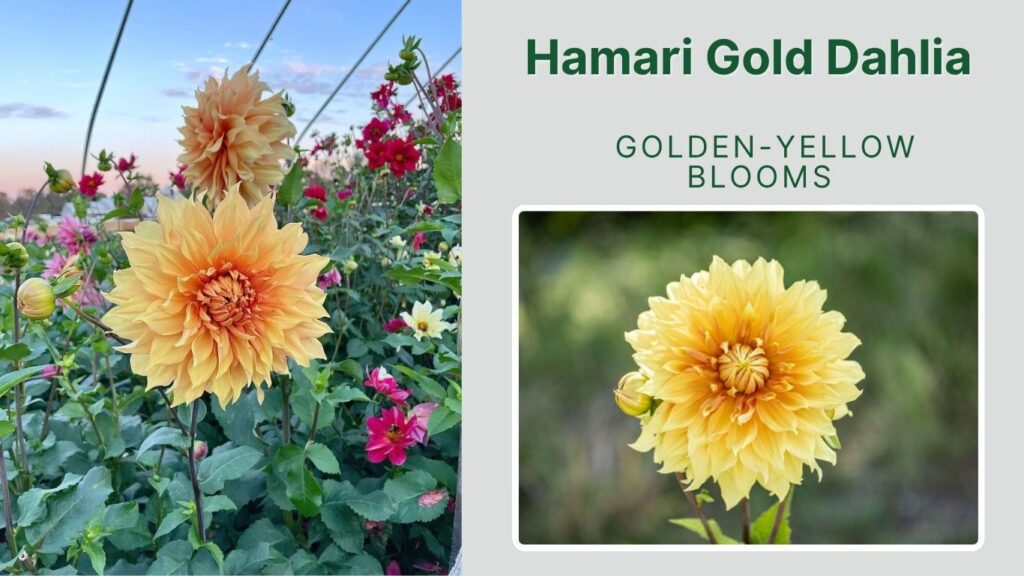 Hamari Gold Dahlia