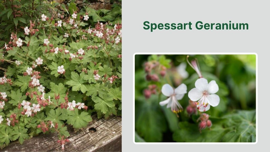 Spessart Geranium