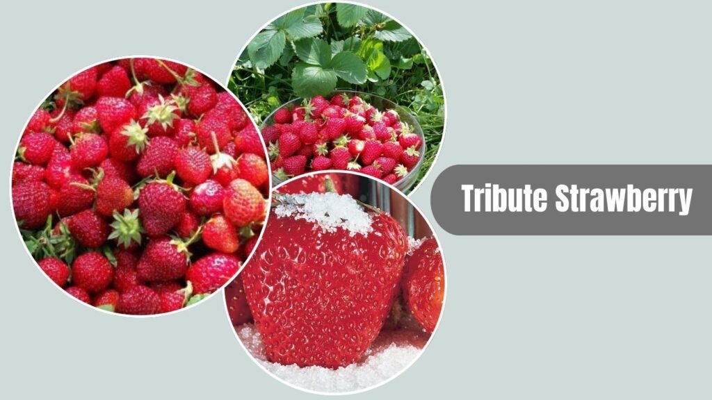 Tribute Strawberry
