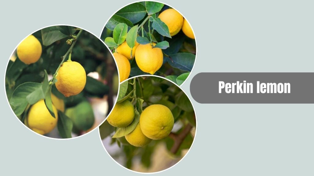Perkin Lemon