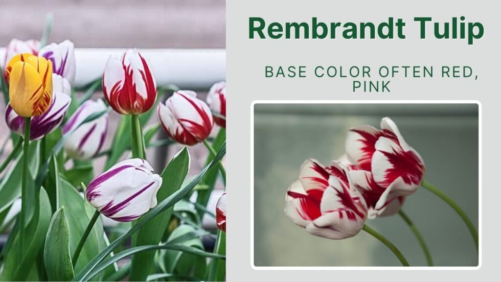 Rembrandt Tulip